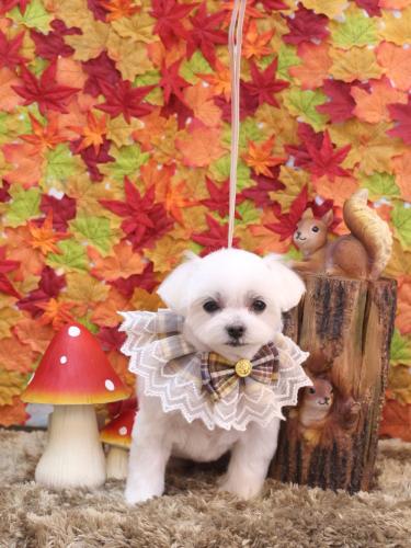 20241123マルちゃん